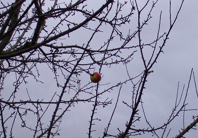 Weihnachten 2004 im Schmiehbachtal bei Kelkheim